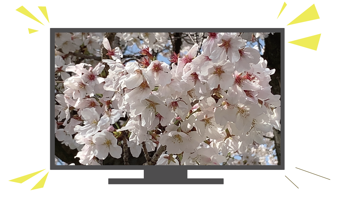 テレビの大画面で楽しめる テレビの大画面で楽しめる